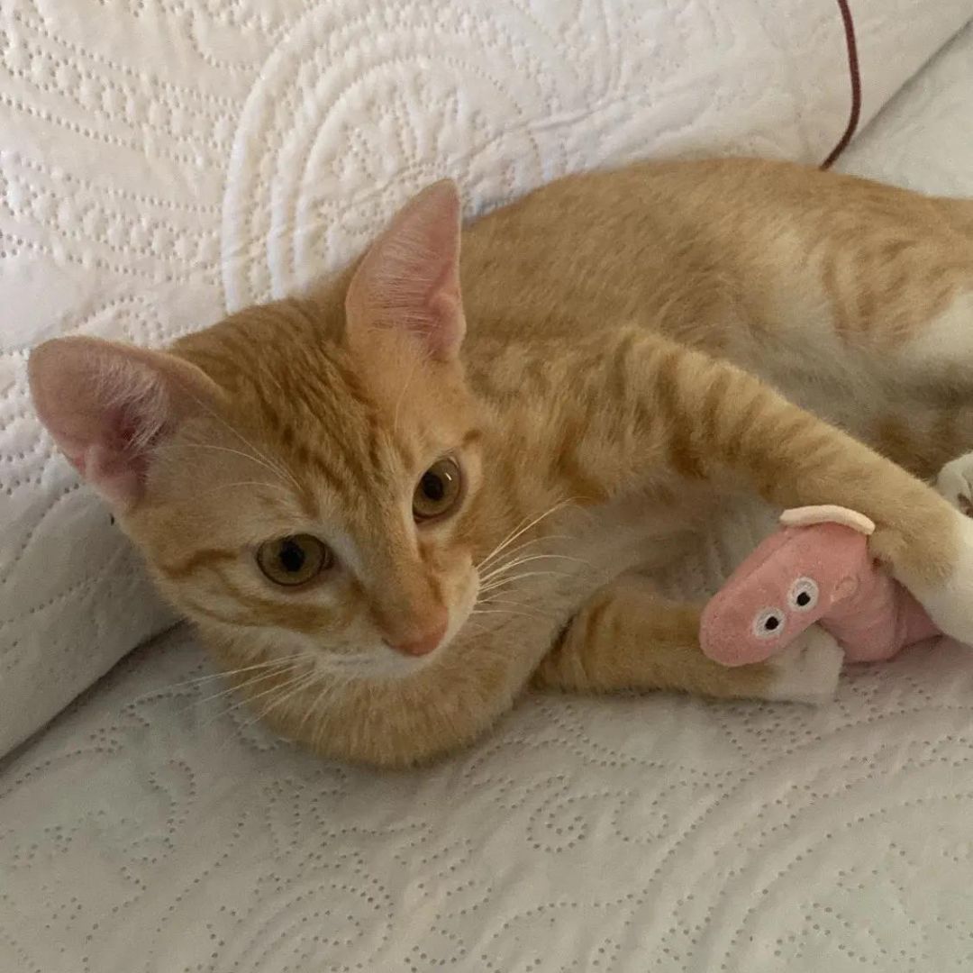 Mini peluches pour chat