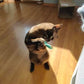 Mini peluches pour chat